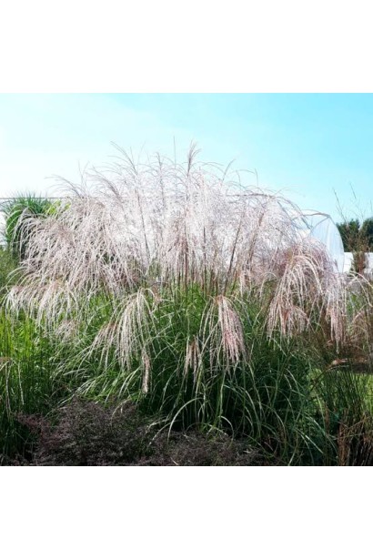 Куртина міскантуса Балерина на сонячній ділянці